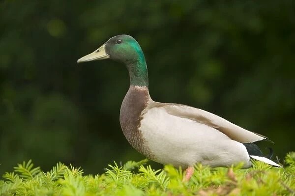 “There’s a duck in’t&nbsp;hedge”