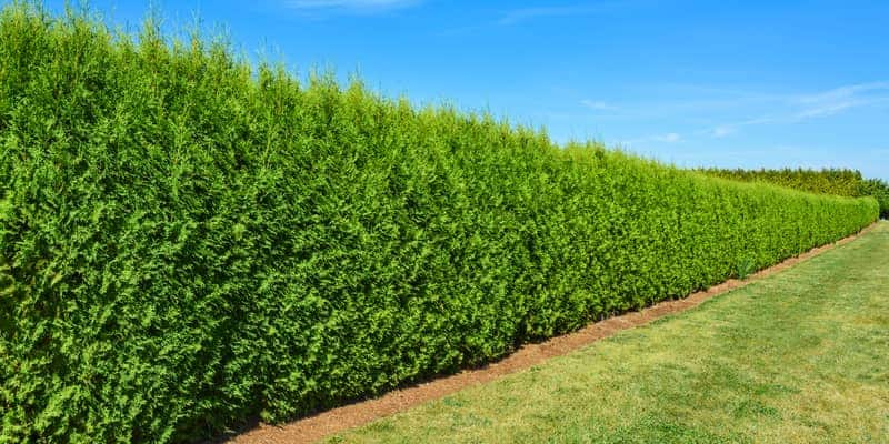 A hedge too&nbsp;far